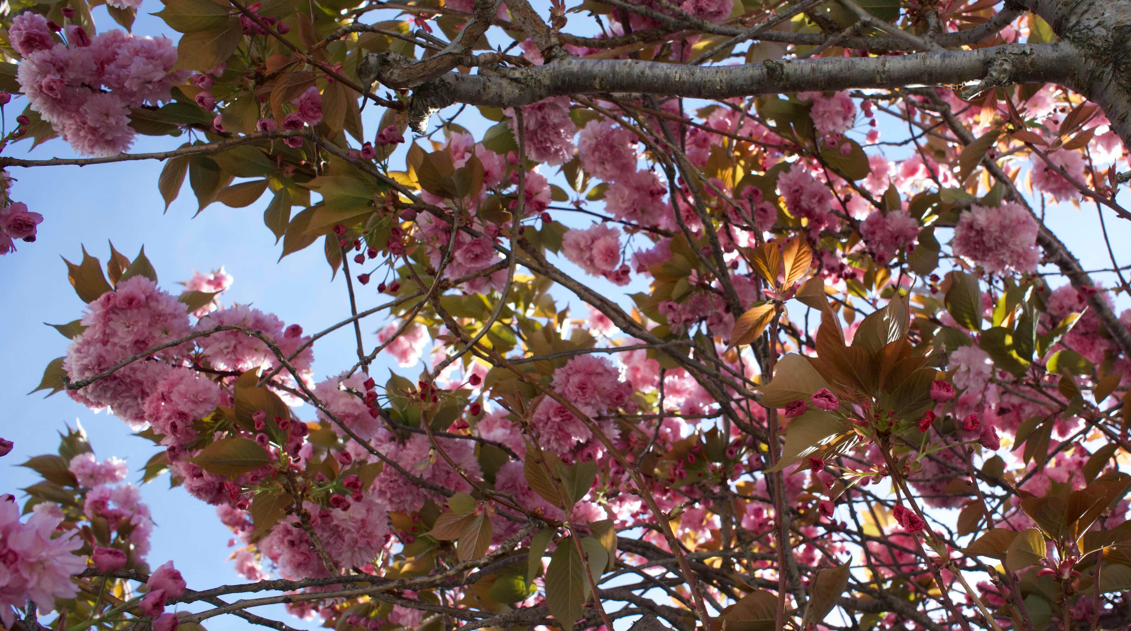 An image shows the branches of a Kwanzan Cherry Tree in spring. There are new leaves growing in greens and golds, and pink tufts of flowers. Behind these branches is a blue sky